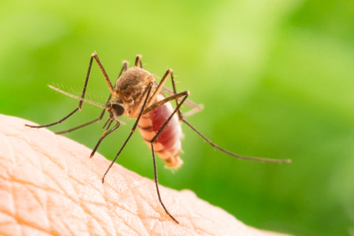 Mythos über Malaria