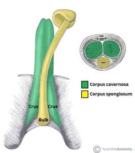 Anatomie des Penis (Quelle: Teach Me Anatomy)