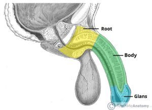 Anatomie der Penis-Seitenansicht (Quelle: Teach Me Anatomy)