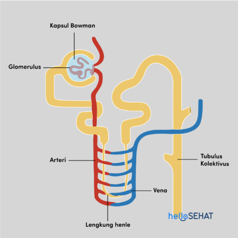Nephron Anatomie
