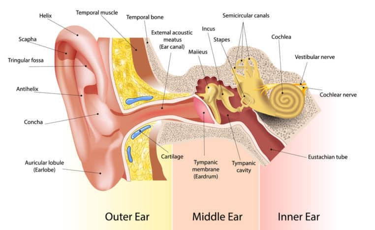 Teil des Ohres