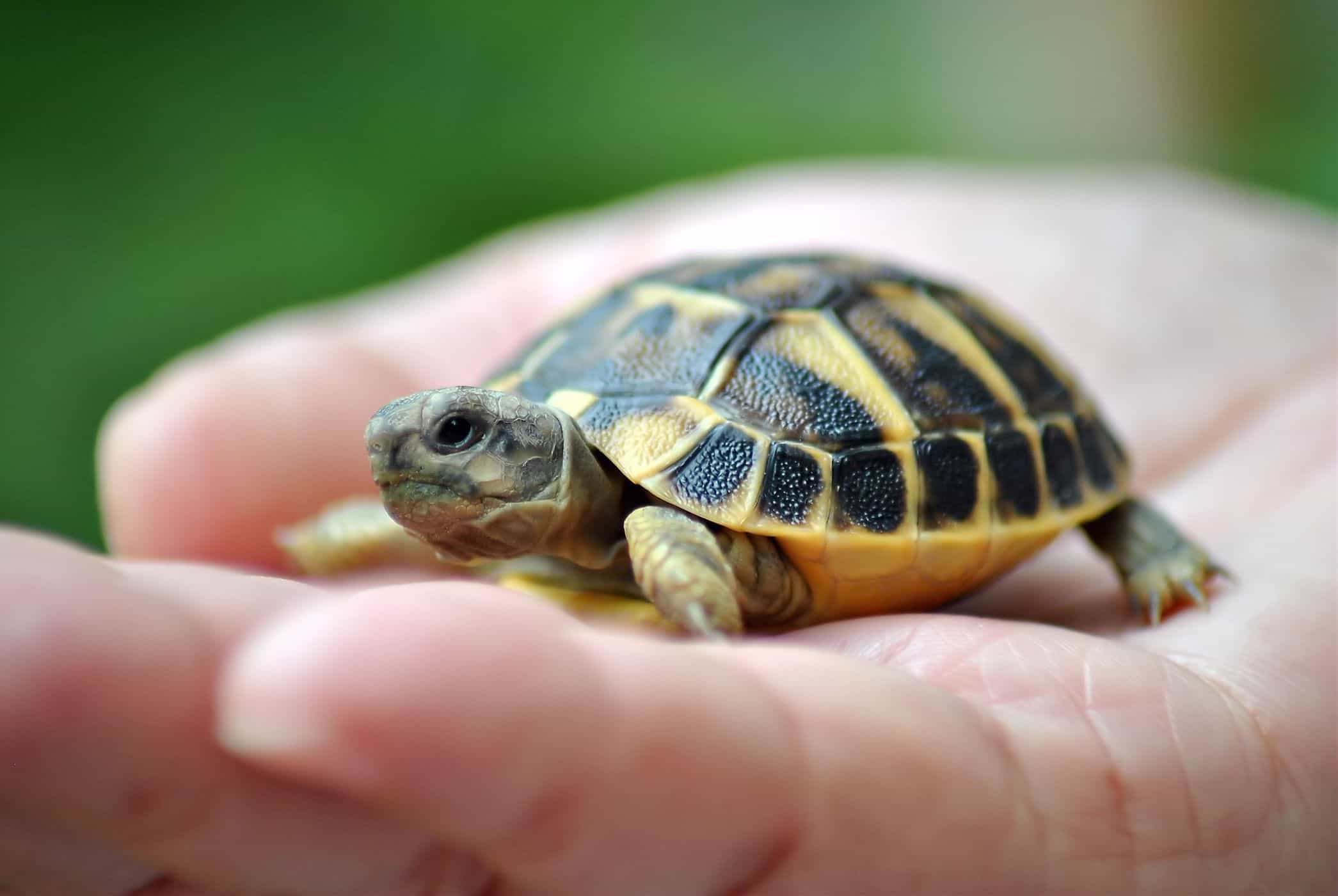 Die Aufrechterhaltung der Schildkröten erhöht das Risiko einer Salmonelleninfektion