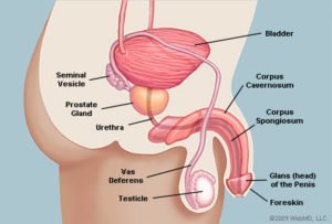 Die Anatomie des Penis sieht seitlich aus (Quelle: WebMD)