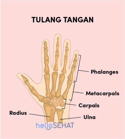 Handknochen-Handbild