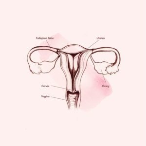 Anatomie in der Vagina (Quelle: Teen Vogue)