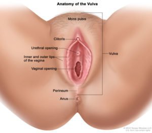 Sieht draußen und vulva aus (Quelle: Unsere Körper selbst)